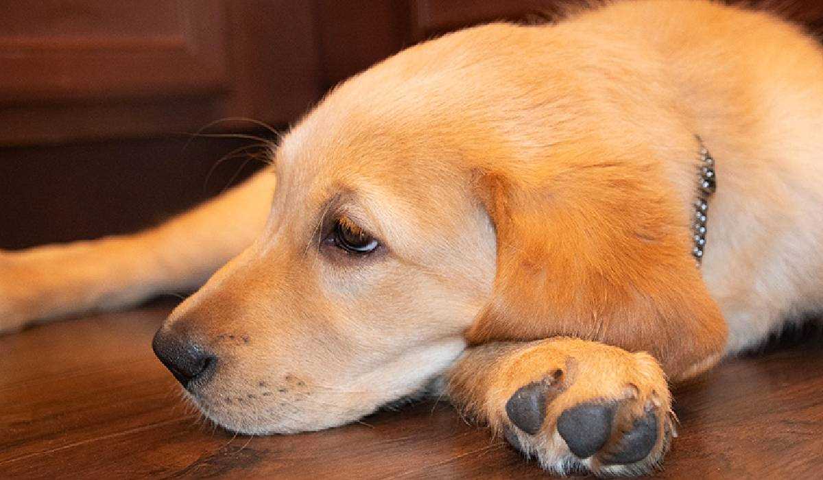 9 Best Dogs breeds to pet in Indian Climate