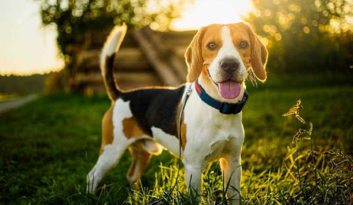 9 Best Dogs breeds to pet in Indian Climate