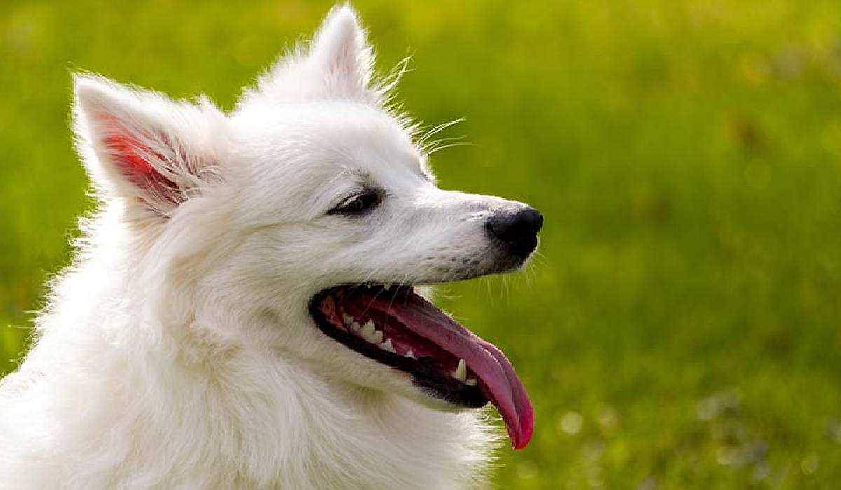 9 Best Dogs breeds to pet in Indian Climate