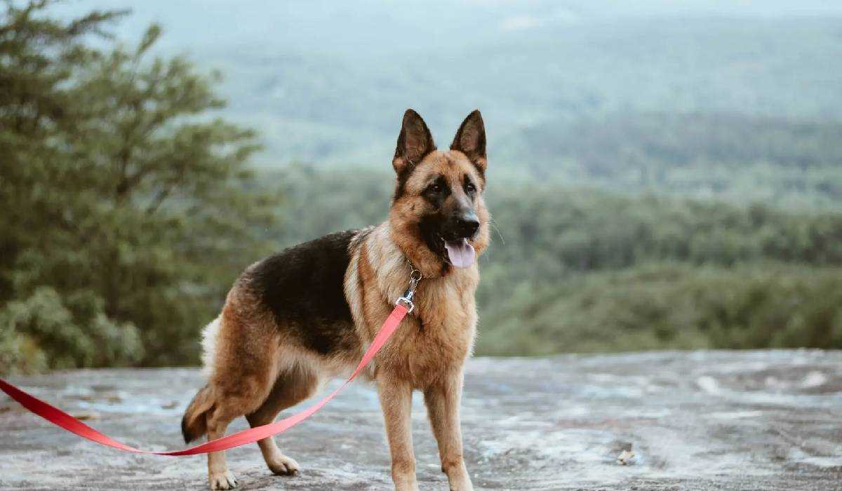 5 Best Security Dog Breeds