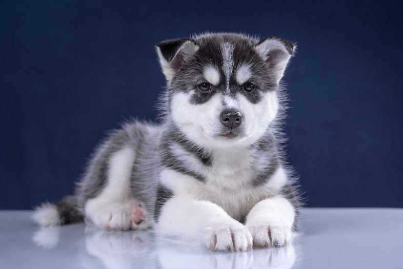 Siberian Husky Price In India | Buy Siberian Husky Puppies In India