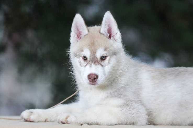 Siberian Husky Price In India | Buy Siberian Husky Puppies In India