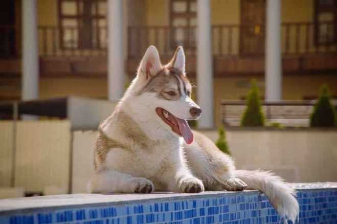 Siberian Husky Price In India | Buy Siberian Husky Puppies In India