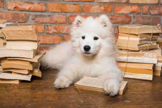 Samoyed Price In India | Buy Samoyed Puppies In India