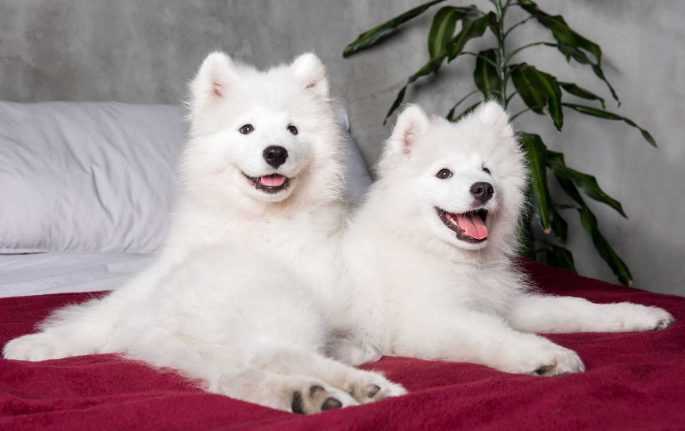 Samoyed Price In India | Buy Samoyed Puppies In India