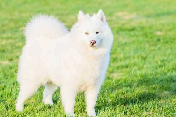 Samoyed Price In India | Buy Samoyed Puppies In India