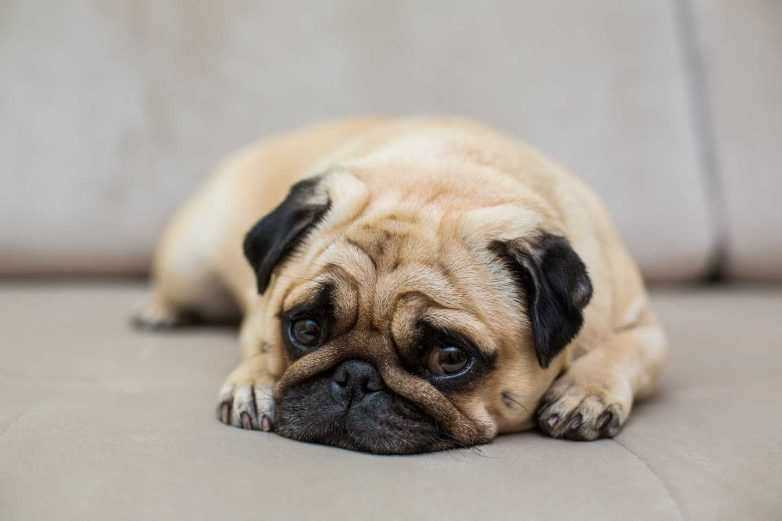 Pug Price In India | Buy Pug Puppies In India