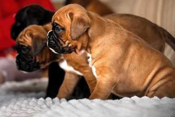 Boxer Price In India | Buy Boxer Puppies In India