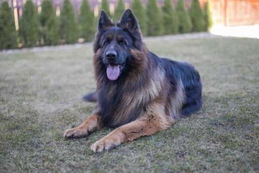 German Shepherd Price In India | Buy German Shepherd Puppies In India