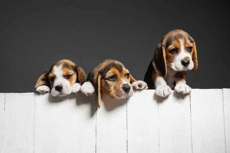 Beagle Price In India | Buy Beagle Puppies In India