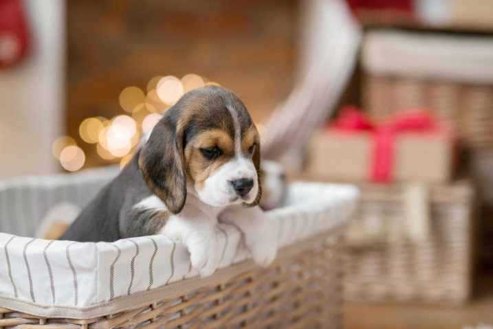 Beagle Price In India | Buy Beagle Puppies In India