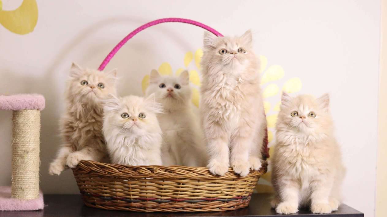 Best persian cat farm in chennai😼, Cats for sale