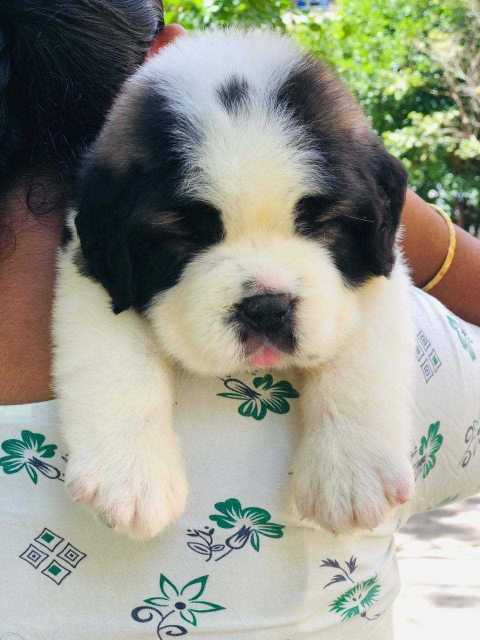 Find Purebred Saint Bernard Dogs and Puppies for sale | Mr n Mrs Pet