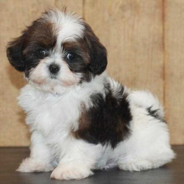 Shih Tzu Puppies for sale in Delhi | Mr n Mrs Pet