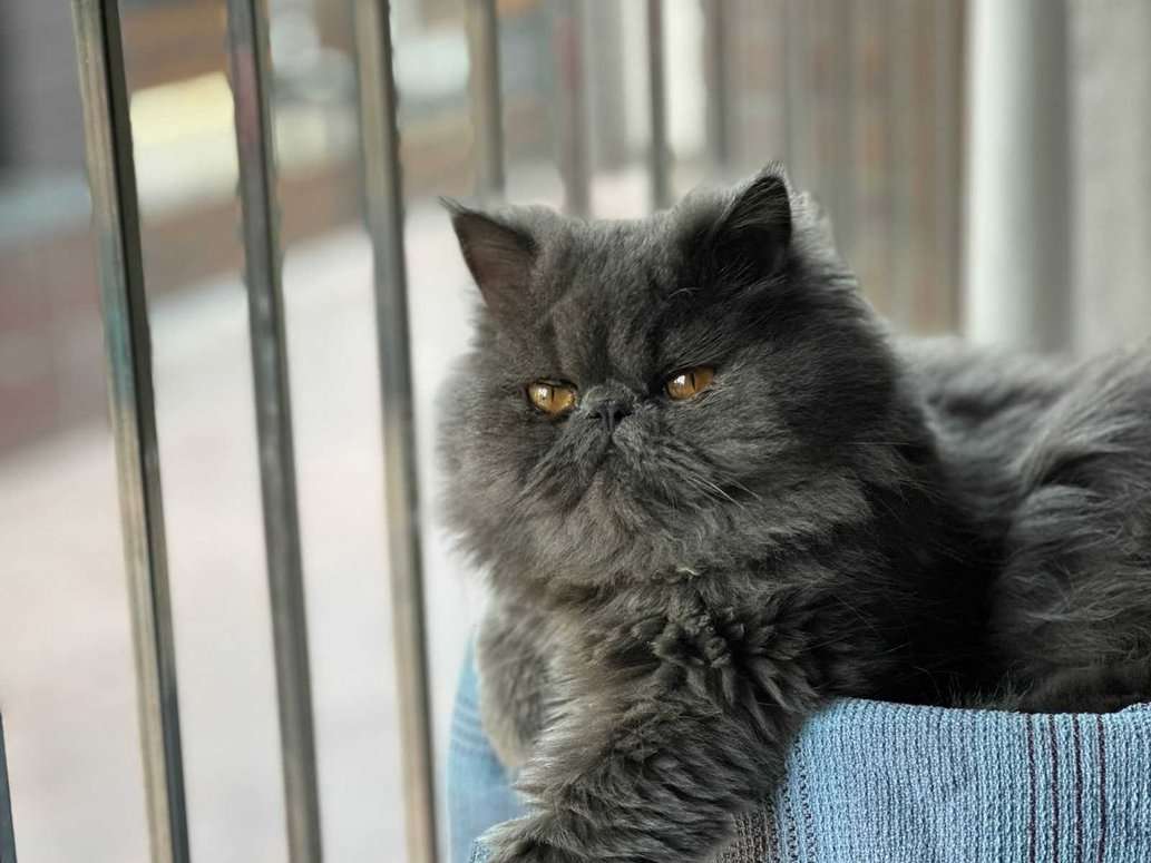 Smokey grey persian store cat