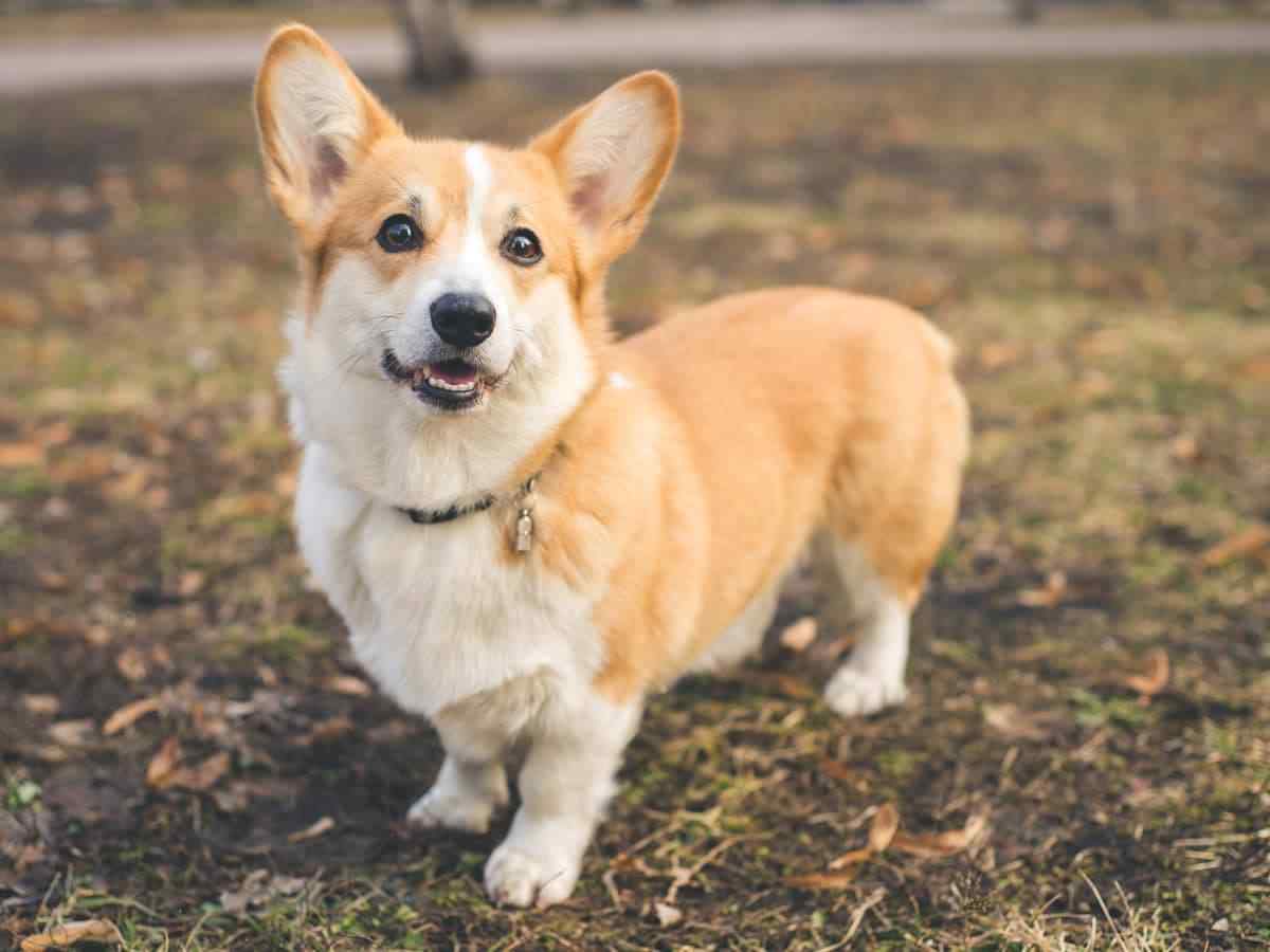 Corgi mix for near me fashion